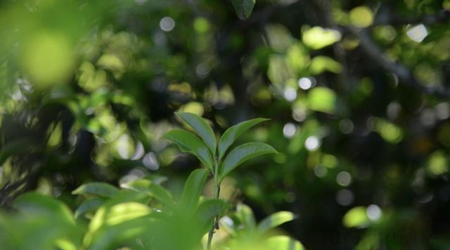 凤凰单丛茶-郁金香单丛茶的由来和特点-第1张-茶种香型-凤凰单丛茶网