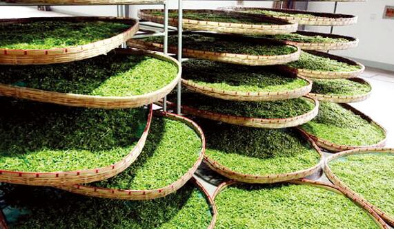 浙江开化龙顶属于什么茶_开化龙顶价格多少钱-第2张-开化龙须茶-凤凰单丛茶网
