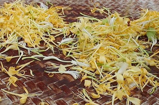 2024金银花茶如何制作-第2张-金银花-凤凰单丛茶网