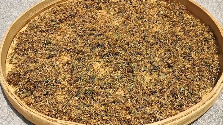 2024金银花茶如何制作