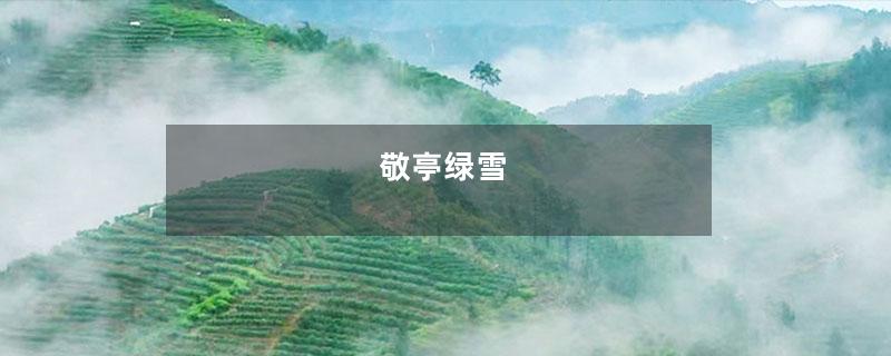 敬亭绿雪