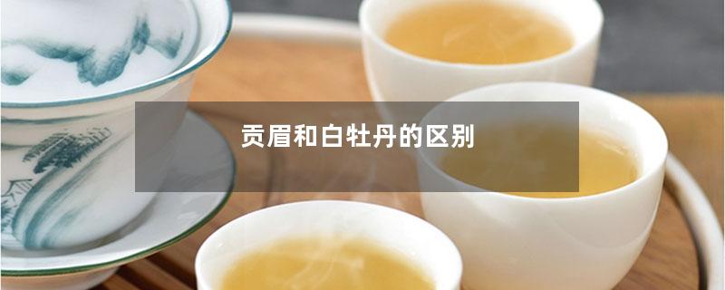 贡眉和白牡丹的区别