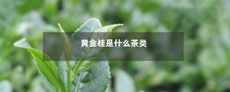 黄金桂是什么茶类