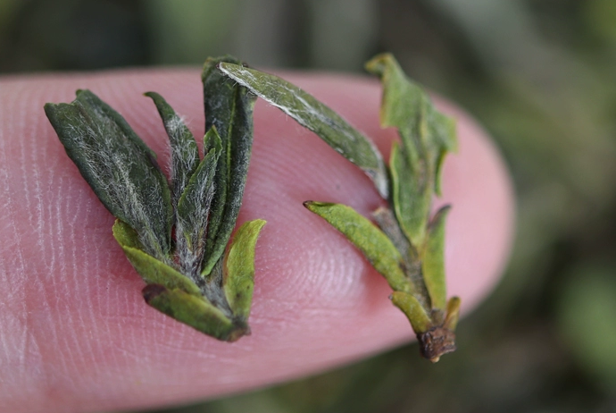 宝洪茶是什么茶？百科，价格，种类，冲泡方法，功效作用，禁忌