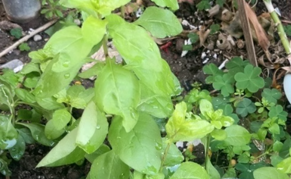 枸杞叶百科 枸杞叶功效作用及禁忌