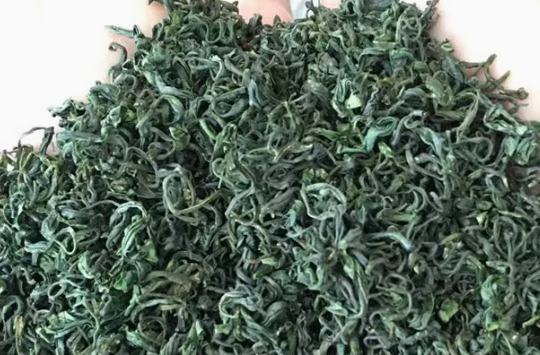 日照绿茶多少钱一斤？日照绿茶属于什么档次？