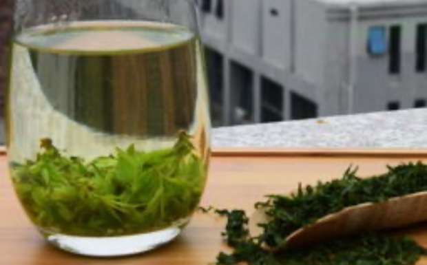 苦丁茶是不是茶