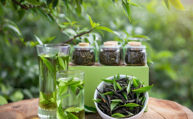 苦丁茶属于哪种茶