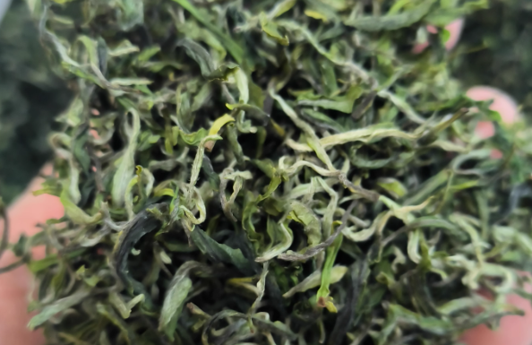 金奖惠明茶：价格与档次全解析，揭秘千年贡茶的“鲜醇密码”