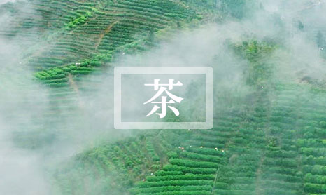 为什么叫白茶什么意思(白茶名字由来分析)
