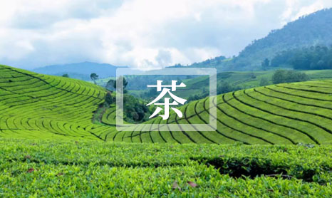 2024喝六安瓜片茶叶都有哪些显著功效与作用?