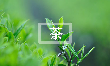 为什么刚压好的白茶饼，香气没有散茶好？-第1张-白茶-凤凰单丛茶网