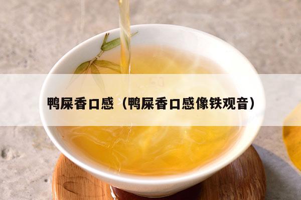 鸭屎香口感（鸭屎香口感像铁观音）-第1张-单丛茶-凤凰单丛茶网