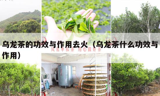 乌龙茶的功效与作用去火（乌龙茶什么功效与作用）-第1张-茶叶知识-凤凰单丛茶网