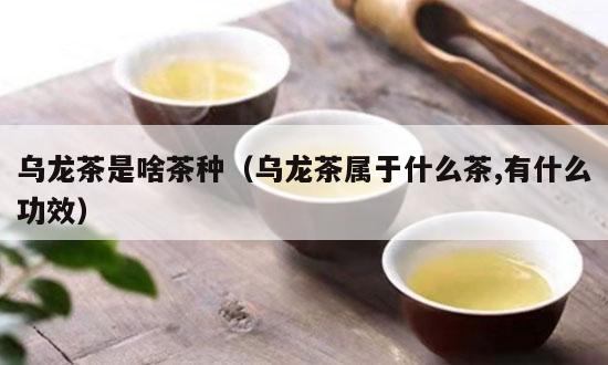 乌龙茶是啥茶种（乌龙茶属于什么茶,有什么功效）