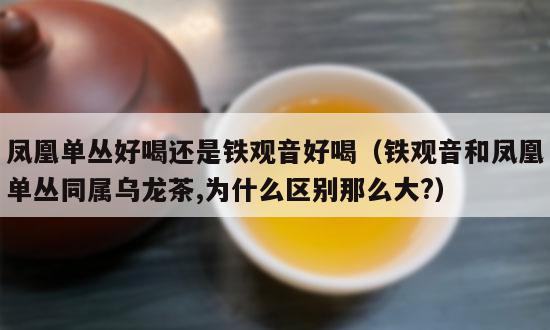 凤凰单丛好喝还是铁观音好喝（铁观音和凤凰单丛同属乌龙茶,为什么区别那么大?）-第1张-单丛茶-凤凰单丛茶网
