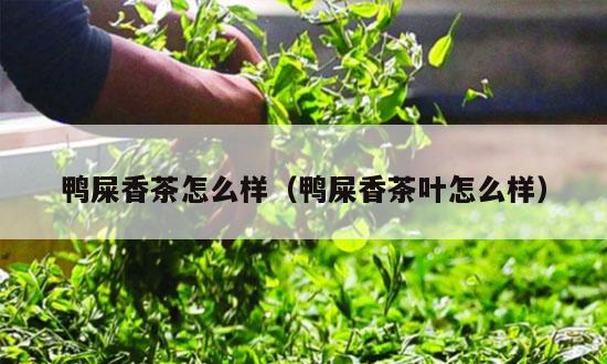 鸭屎香茶怎么样（鸭屎香茶叶怎么样）-第1张-单丛茶-凤凰单丛茶网