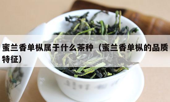 蜜兰香单枞属于什么茶种（蜜兰香单枞的品质特征）-第1张-单丛茶-凤凰单丛茶网