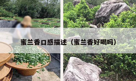 蜜兰香口感描述（蜜兰香好喝吗）-第1张-单丛茶-凤凰单丛茶网