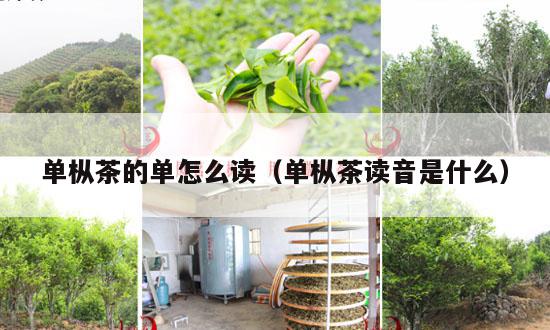 单枞茶的单怎么读（单枞茶读音是什么）-第1张-单丛茶-凤凰单丛茶网
