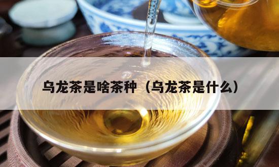 乌龙茶是啥茶种（乌龙茶是什么）-第1张-单丛茶-凤凰单丛茶网