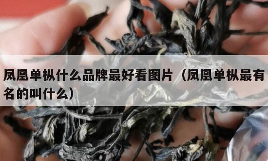凤凰单枞什么品牌最好看图片（凤凰单枞最有名的叫什么）-第1张-单丛茶-凤凰单丛茶网