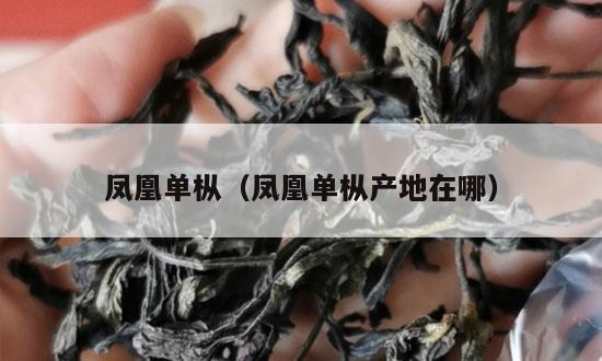 凤凰单枞（凤凰单枞产地在哪）