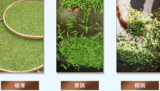信阳毛尖冲泡后必须是直立的吗？-第2张-信阳毛尖-凤凰单丛茶网