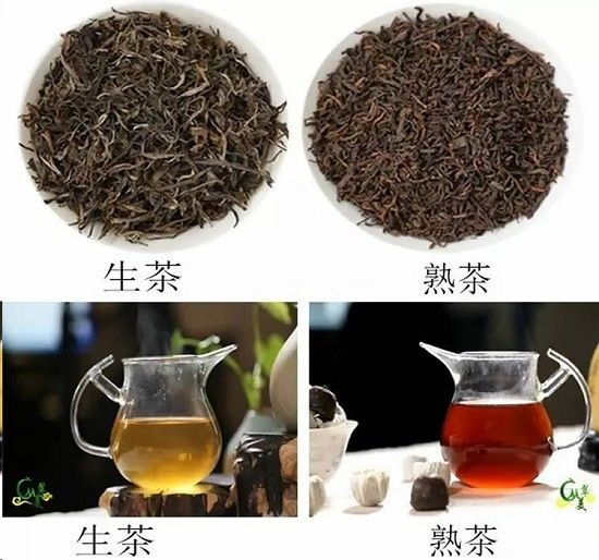 普尔茶生茶和熟茶的区别-第1张-茶叶知识-凤凰单丛茶网