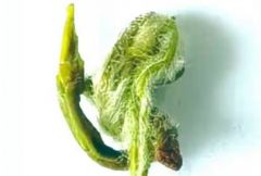 羊岩勾青茶的价格