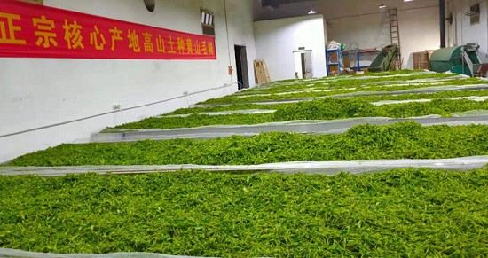 碧螺春和黄山毛峰的产地是哪里-第1张-碧螺春-凤凰单丛茶网