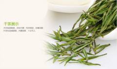 安吉白茶是什么系列的茶叶？