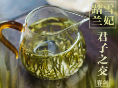 踏雪兰妃茶属于什么茶类型？踏雪兰妃茶的冲泡方法
