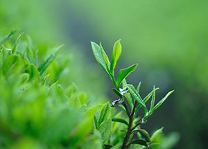 为什么大家都爱老树白茶？