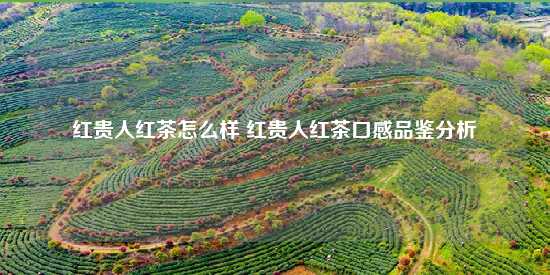 红贵人红茶怎么样 红贵人红茶口感品鉴分析-第1张-茶叶知识-凤凰单丛茶网