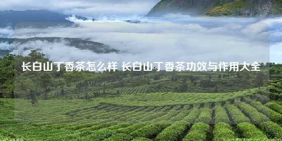 长白山丁香茶怎么样 长白山丁香茶功效与作用大全-第1张-茶叶知识-凤凰单丛茶网