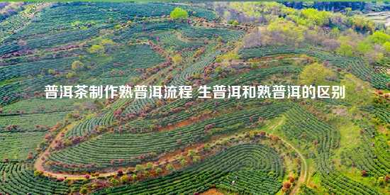 普洱茶制作熟普洱流程 生普洱和熟普洱的区别-第1张-茶叶知识-凤凰单丛茶网