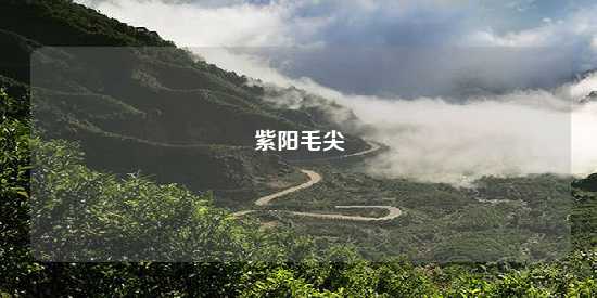 紫阳毛尖