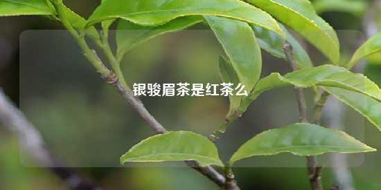 银骏眉茶是红茶么-第1张-茶叶知识-凤凰单丛茶网