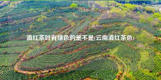 滇红茶叶有绿色的是不是(云南滇红茶色)-第1张-茶叶知识-凤凰单丛茶网