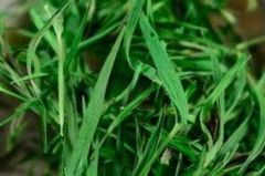 石竹茶的功效与作用 （喝石竹茶的好处！）