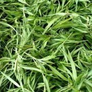 石竹茶的禁忌有哪些？哪类人不适合喝石竹茶