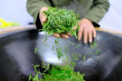 东白春芽的功效与作用 东白春芽的泡法