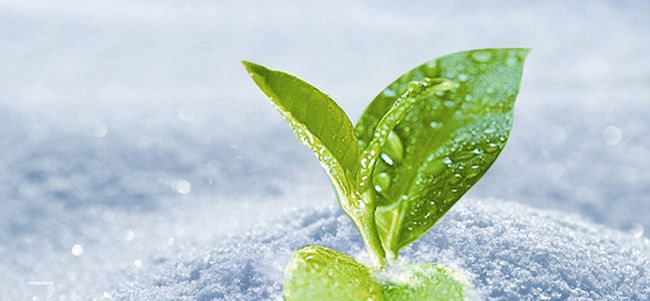 【收藏】峨眉雪芽是什么茶？是有机绿茶吗？-第5张-峨眉雪芽-凤凰单丛茶网