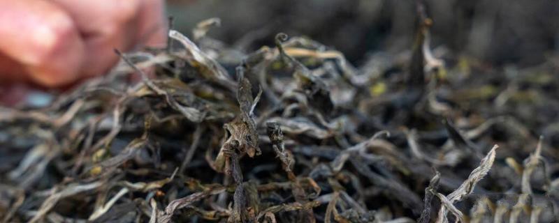 普洱和白茶有什么区别？-第1张-普洱-凤凰单丛茶网