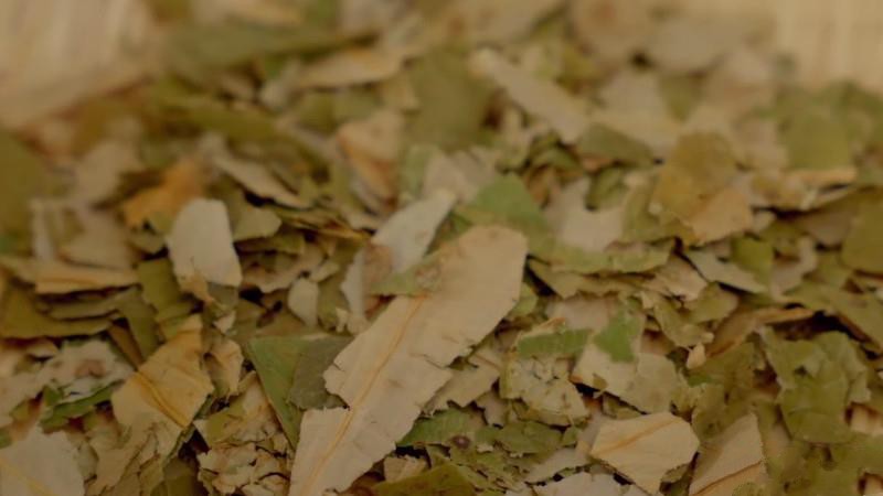 荷叶茶可以去湿气吗？-第1张-荷叶茶-凤凰单丛茶网