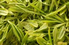 资溪白茶是什么资溪白茶属于什么茶类？