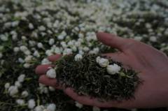 顶级茉莉茶是什么牌子_茉莉哪个品种最好