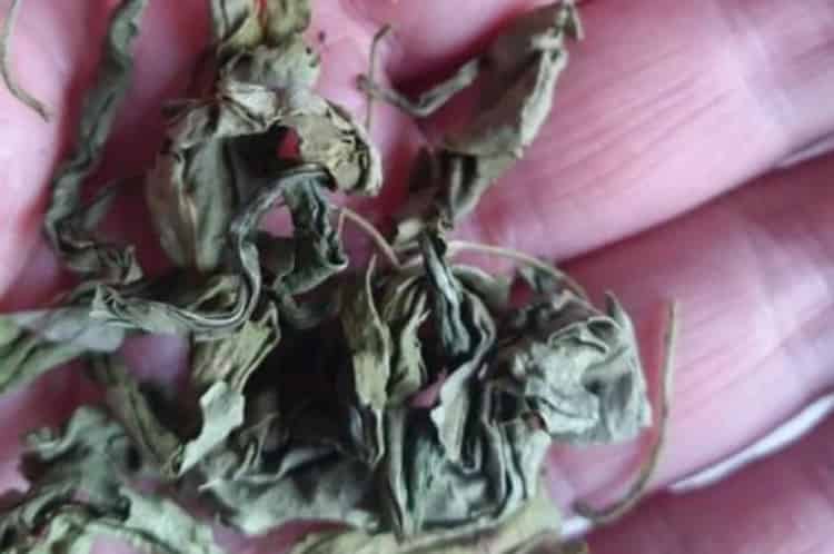 丁香茶有什么功效？丁香茶有什么用处？-第1张-丁香茶-凤凰单丛茶网