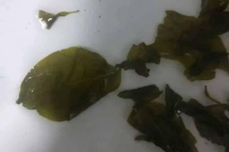 丁香茶去哪里买_丁香茶药店买还是超市？-第2张-丁香茶-凤凰单丛茶网